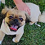dog, grass, petting, happy, tongue_out, small_dog, fluffy_tail, outdoor, animal, cute, canine, playful, fur, paw, smiling, companion, hand, nature, domestic_animal, friendly