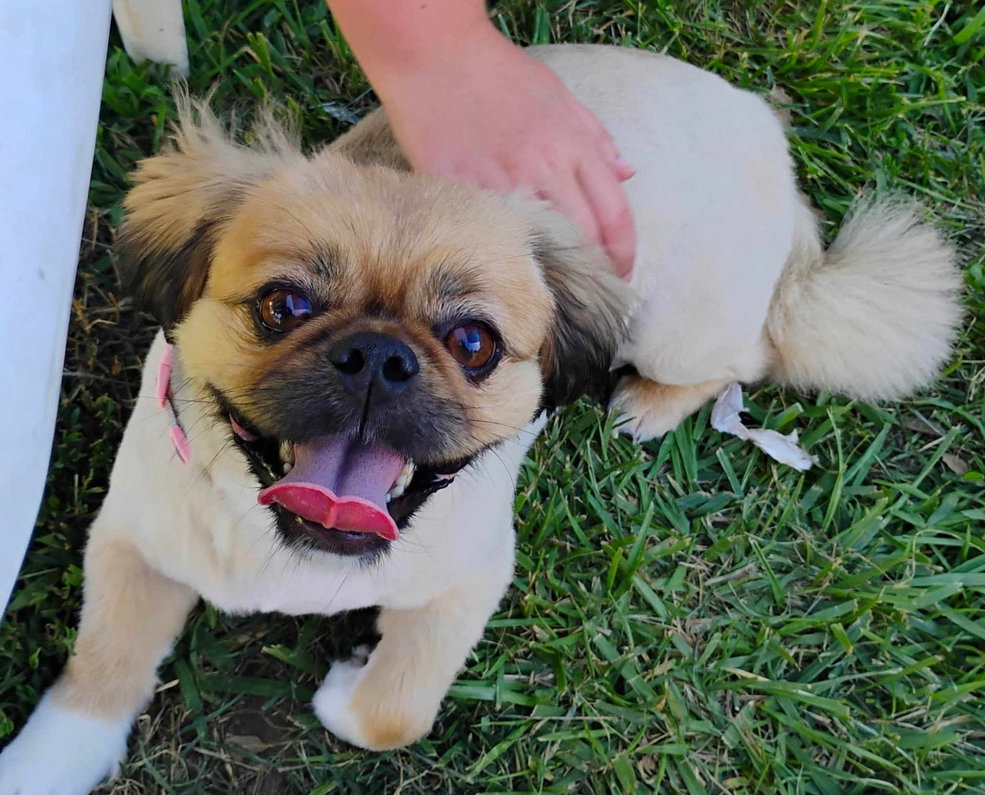 Sweetpea is registered to the contest to win money with this photo: dog, grass, petting, happy, tongue_out, small_dog, fluffy_tail, outdoor, animal, cute, canine, playful, fur, paw, smiling, companion, hand, nature, domestic_animal, friendly