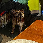 Timber joined the competition — help win amazing prizes! dog, crate, indoor, table, plate, fork, jacket, bag, pet, animal, cage, wooden_table, floor, domestic, curious, resting, metal, furniture, food, household