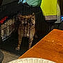 dog, crate, indoor, table, plate, fork, jacket, bag, pet, animal, cage, wooden_table, floor, domestic, curious, resting, metal, furniture, food, household