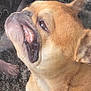 dog, french_bulldog, close_up, face, tongue, pressed_face, glass, distorted, funny_expression, pet, animal, muzzle, ears, light_brown, snout, indoor, cute, portrait, companion, canine