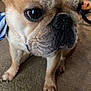 dog, french_bulldog, pet, close_up, carpet, indoor, animal, mammal, cute, wrinkles, face, nose, ears, paw, sitting, brown, short_hair, companion, domestic, portrait