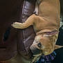 dog, french_bulldog, brown_couch, pet, indoor, leather, blanket, resting, animal, canine, household, curious, relaxed, fur, ears, paw, snout, looking, home, comfort