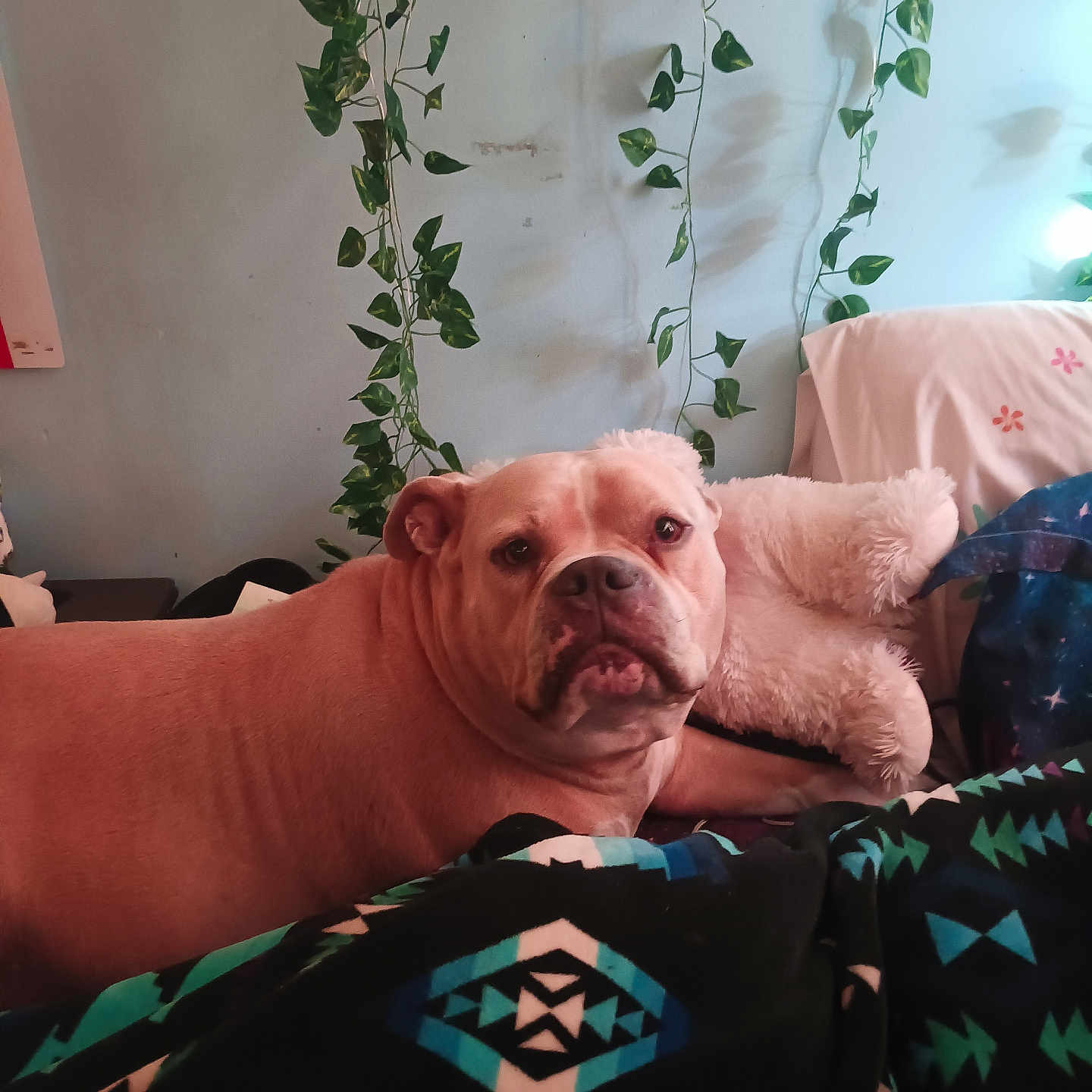 Bear joined the competition — help win amazing prizes! animal, bed, blanket, canine, comfort, cozy, cute, decor, dog, face, fur, furniture, home, indoor, pet, plant, portrait, relaxation, resting, stuffed_animal