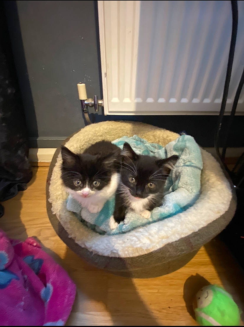 Tia And Boozer joined the competition — help win amazing prizes! box, canidae, carnivore, cat, cat_bed, cat_supply, comfort, companion_dog, domestic_short_haired_cat, felidae, flooring, fur, hardwood, paw, pet_supply, room, small_to_medium_sized_cats, tail, whiskers, wood