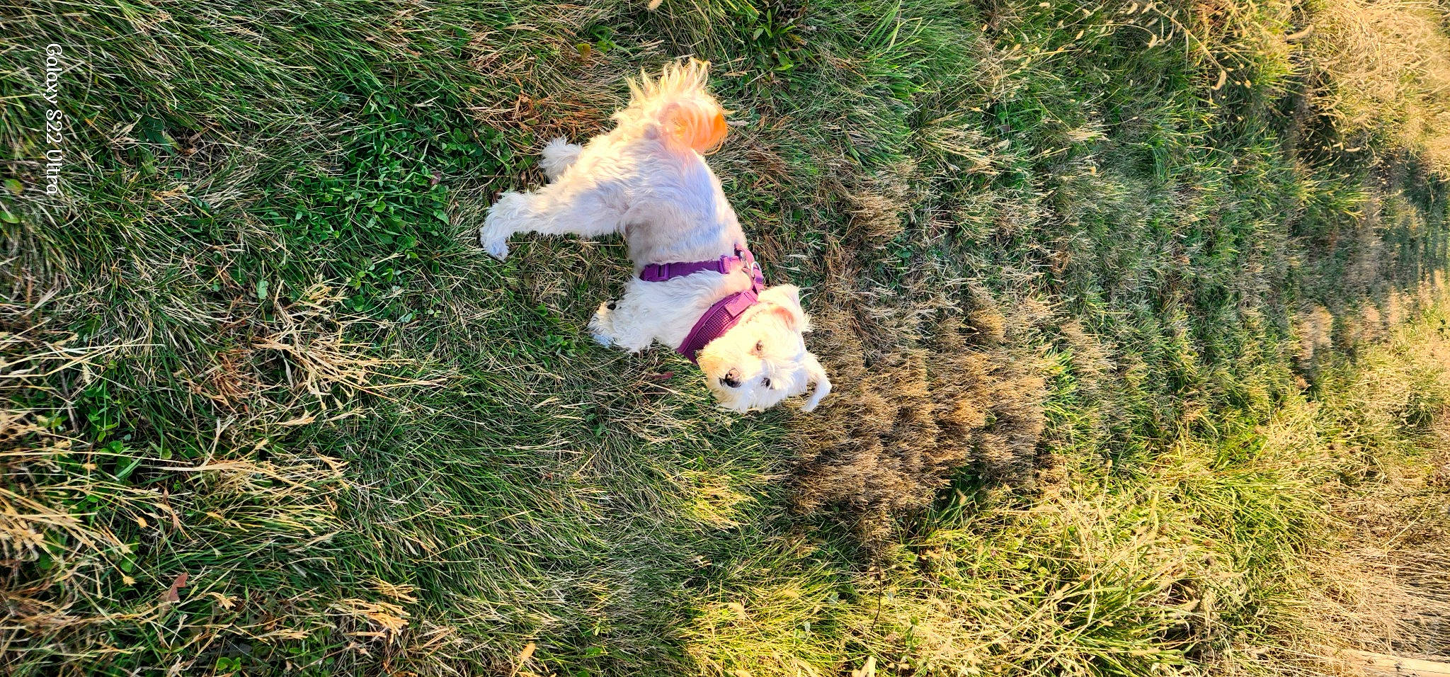 Cersei is registered to the contest to win money with this photo: canidae, carnivore, collar, companion_dog, dog, dog_breed, dog_clothes, dog_supply, fawn, grass, leash, pet_supply, plant, sporting_group, tail, terrier, toy, toy_dog, vertebrate, water_dog