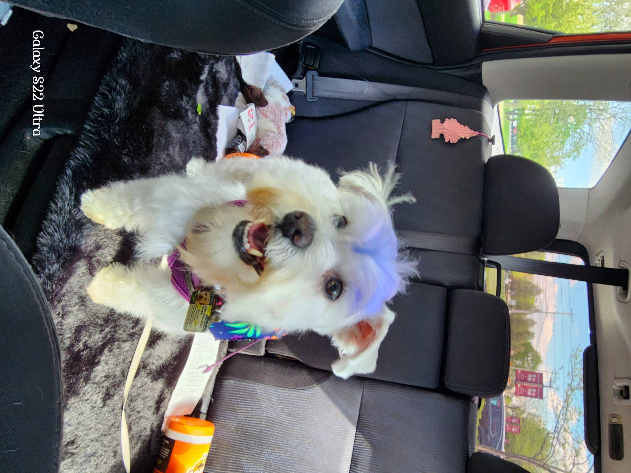 Cersei is registered to the contest to win money with this photo: car, car_seat, car_seat_cover, carnivore, collar, companion_dog, dog, dog_breed, dog_collar, dog_supply, family_car, fawn, fur, motor_vehicle, pet_supply, seat_belt, sporting_group, vehicle, window, working_animal