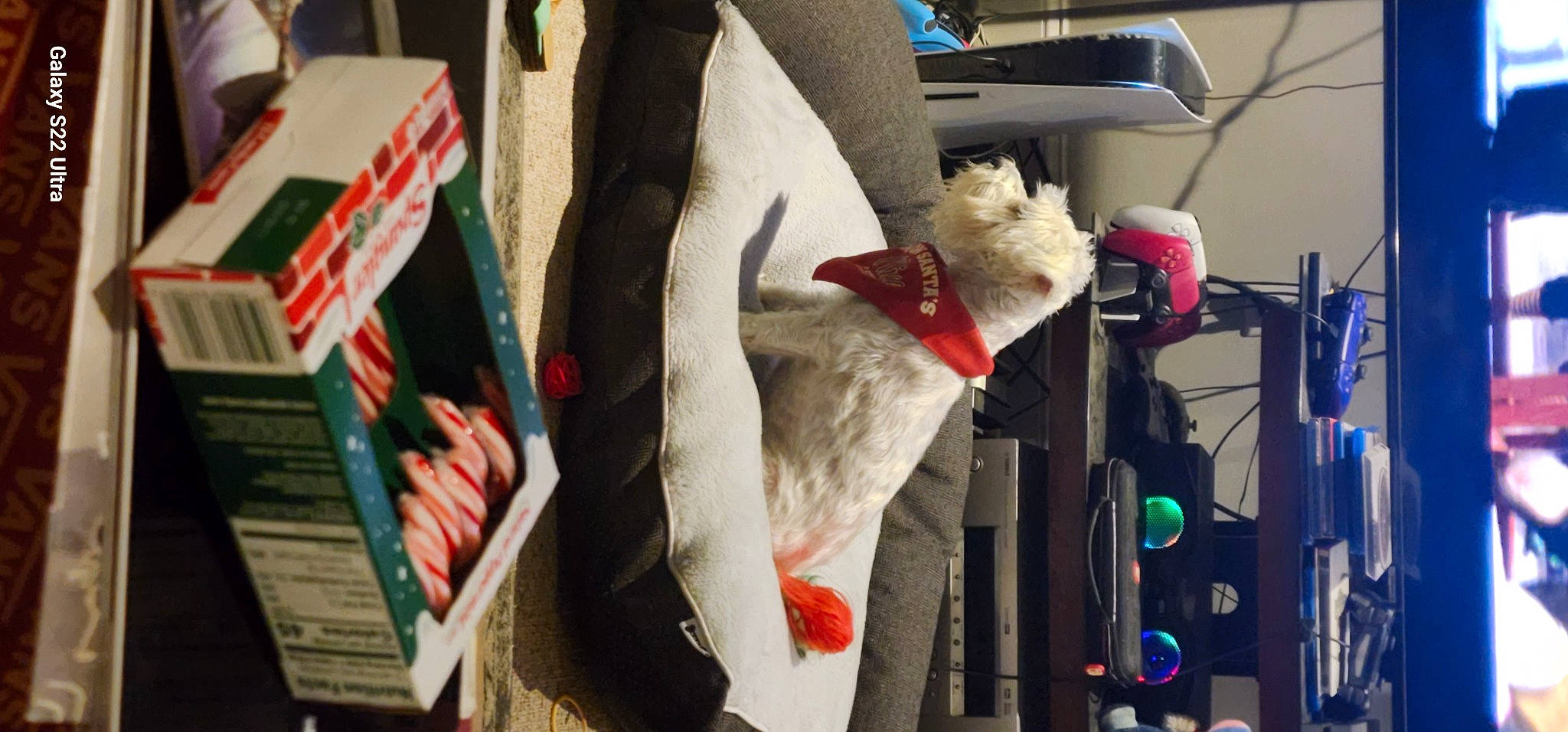 Cersei is registered to the contest to win money with this photo: canidae, carmine, carnivore, companion_dog, couch, dog_breed, felidae, fur, human_leg, lap, machine, publication, room, small_to_medium_sized_cats, sporting_group, stuffed_toy, tail, thigh, toy, tree