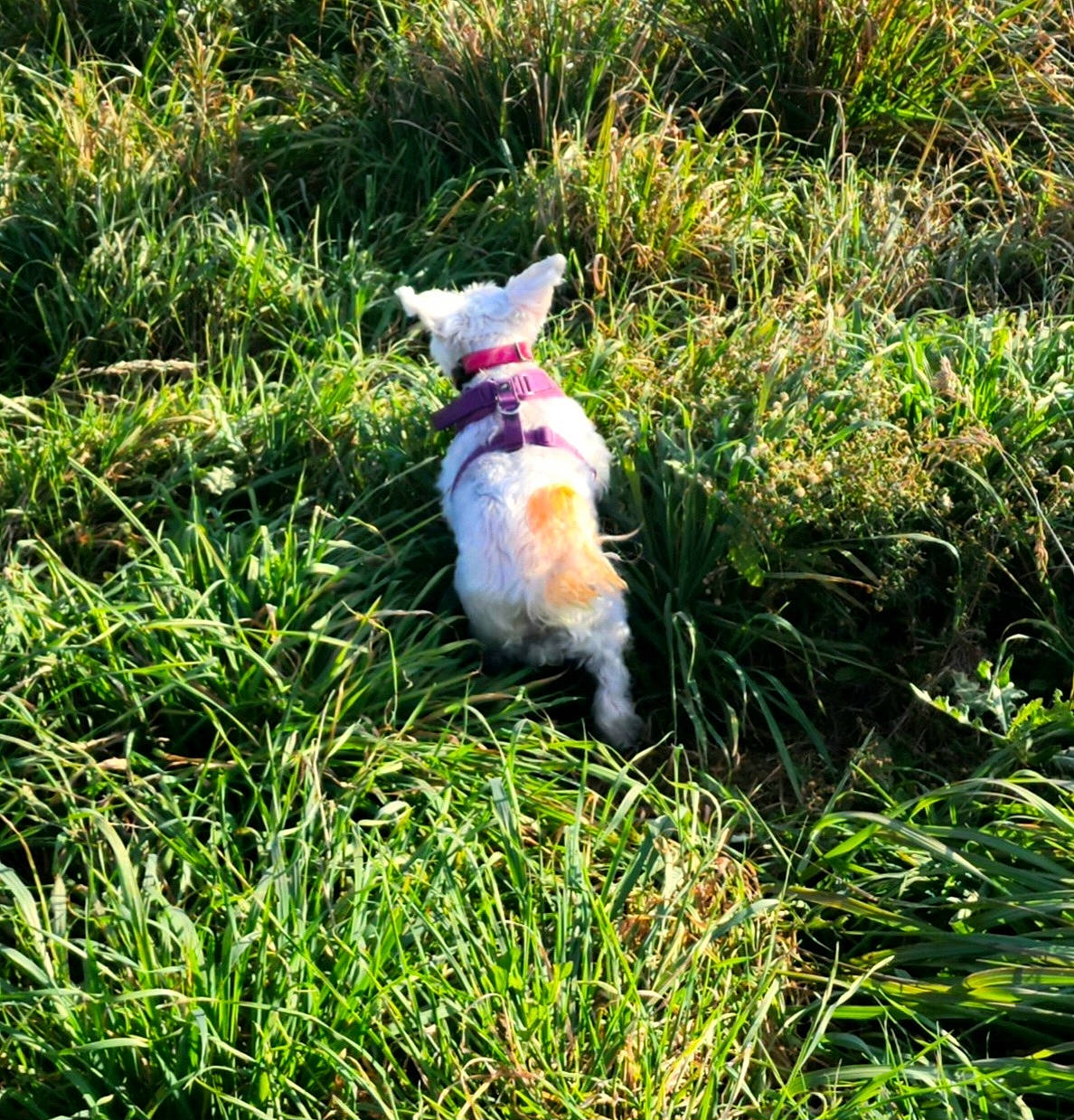 Cersei is registered to the contest to win money with this photo: canidae, carnivore, companion_dog, dog, dog_breed, fawn, felidae, grass, grass_family, grassland, groundcover, pasture, plant, shrub, sporting_group, tail, terrestrial_animal, terrier, toy_dog, wildlife