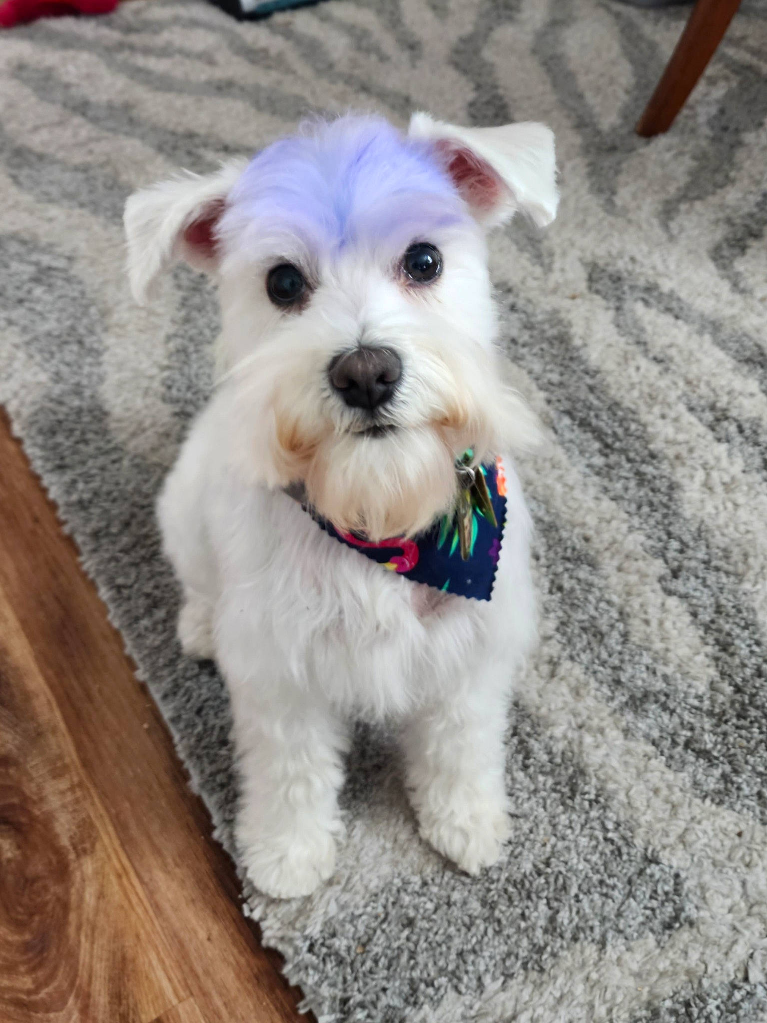 Cersei joined the competition — help win amazing prizes! canidae, carnivore, collar, companion_dog, dog, dog_breed, dog_clothes, dog_collar, dog_supply, fashion_accessory, fur, leash, maltepoo, pattern, small_terrier, snout, sporting_group, terrier, toy_dog, working_animal