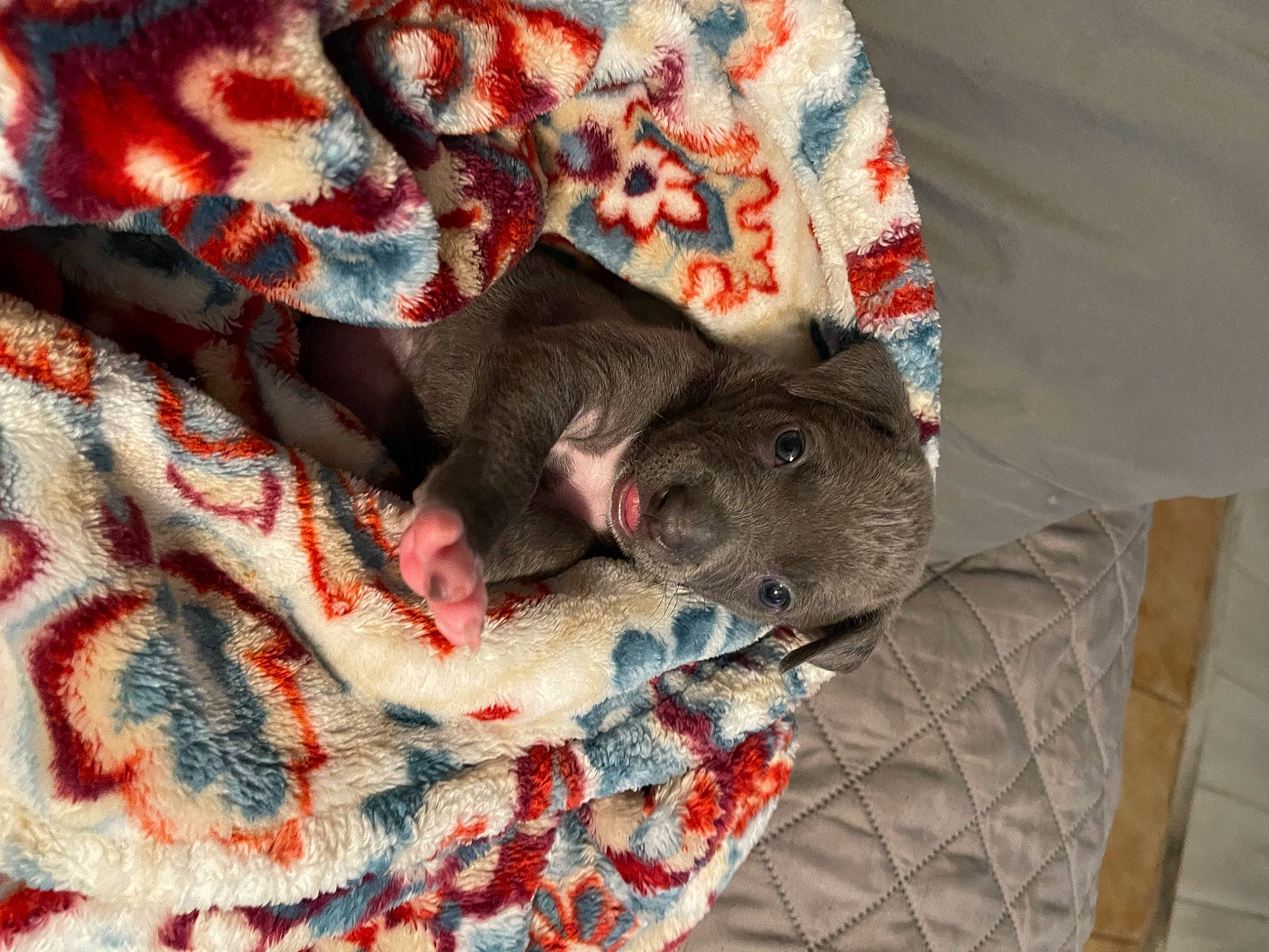 Willow joined the competition — help win amazing prizes! bed, bedding, blanket, carnivore, comfort, companion_dog, dog, fawn, felidae, fur, grey, linens, nap, pattern, small_to_medium_sized_cats, sporting_group, textile