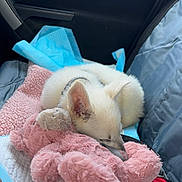Athena Et Bandit participe au concours pour gagner de l'argent avec cette photo : animal, blanket, car, car_interior, cozy, curled_up, cute, daylight, dog, indoors, passenger_seat, pet, pink_toy, plush_toy, portrait, puppy, resting, sleeping, small_dog, white_dog