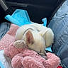 animal, blanket, car, car_interior, cozy, curled_up, cute, daylight, dog, indoors, passenger_seat, pet, pink_toy, plush_toy, portrait, puppy, resting, sleeping, small_dog, white_dog