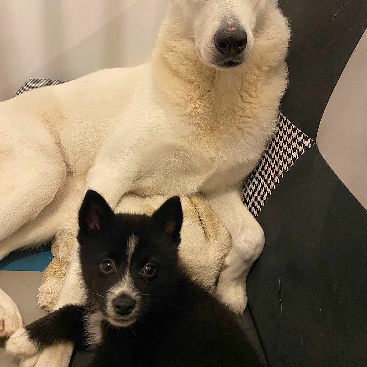 Athena Et Bandit