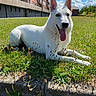 animal, apartment_building, blue_sky, clouds, dog, flowers, german_shepherd, grass, lawn, lying_down, outdoor, pet, pointed_ears, portrait, residential_area, sitting, sunlight, tongue_out, weeds, white_dog