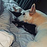 Athena Et Bandit participe au concours pour gagner de l'argent avec cette photo : animal_companions, bed, bedding, black_cat, blanket, cat, cozy, cuddling, dog, home, indoors, large_dog, pets, portrait, resting, sleeping, small_cat, snuggling, soft_lighting, white_dog