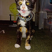 Gizmo is registered to the contest to win money with this photo: cat, calico_cat, pet, indoor, carpet, collar, yellow_eyes, animal, feline, tongue_out, cute, sitting, whiskers, ears, front_legs, close_up, domestic_animal, playful, funny_face, household