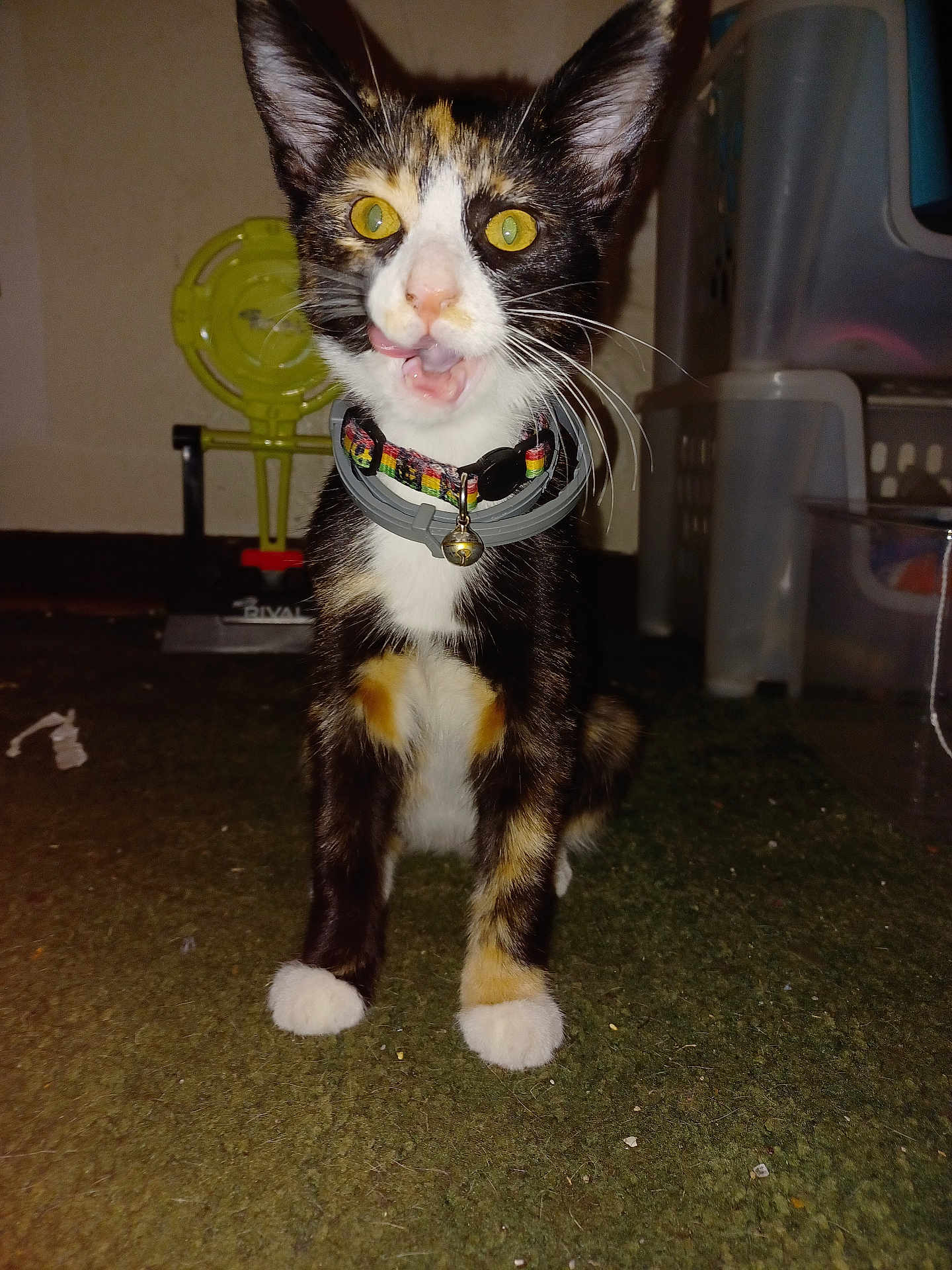 Gizmo