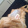 animal, black_rug, brown_fur, cabinet, closeup, curly_fur, dog, eye, fur, healing, indoor, kitchen, mammal, medical_tag, nose, pet, resting, shaved_patch, stitches, wound