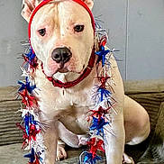Honey joined the competition — help win amazing prizes! animal, blue, canine, celebration, costume, couch, decorations, dog, expression, festive, garland, headband, holiday, indoor, pet, portrait, red, sitting, star, white