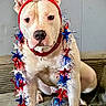 animal, blue, canine, celebration, costume, couch, decorations, dog, expression, festive, garland, headband, holiday, indoor, pet, portrait, red, sitting, star, white