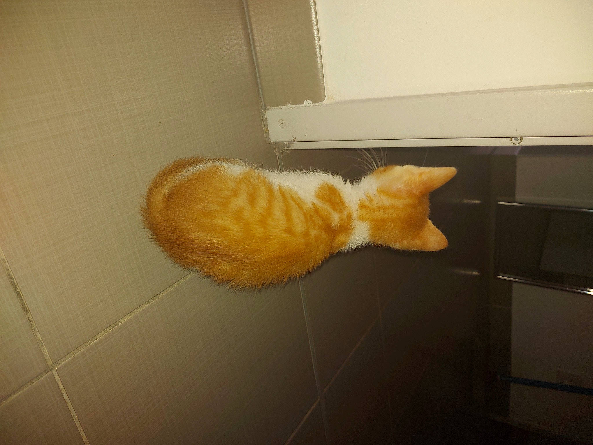 Candy participe au concours pour gagner de l'argent avec cette photo : carnivore, cat, european_shorthair, fawn, felidae, paw, room, small_to_medium_sized_cats, tabby_cat, tail, whiskers