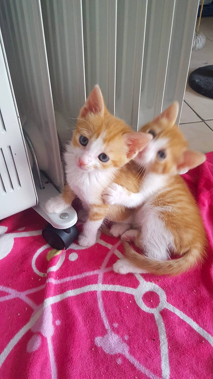 Candy a rejoint le concours — aidez-le/la à gagner de superbes lots ! carnivore, cat, european_shorthair, fawn, felidae, kitten, maine_coon, mammal, munchkin, norwegian_forest_cat, persian, ragamuffin, small_to_medium_sized_cats, vertebrate, whiskers