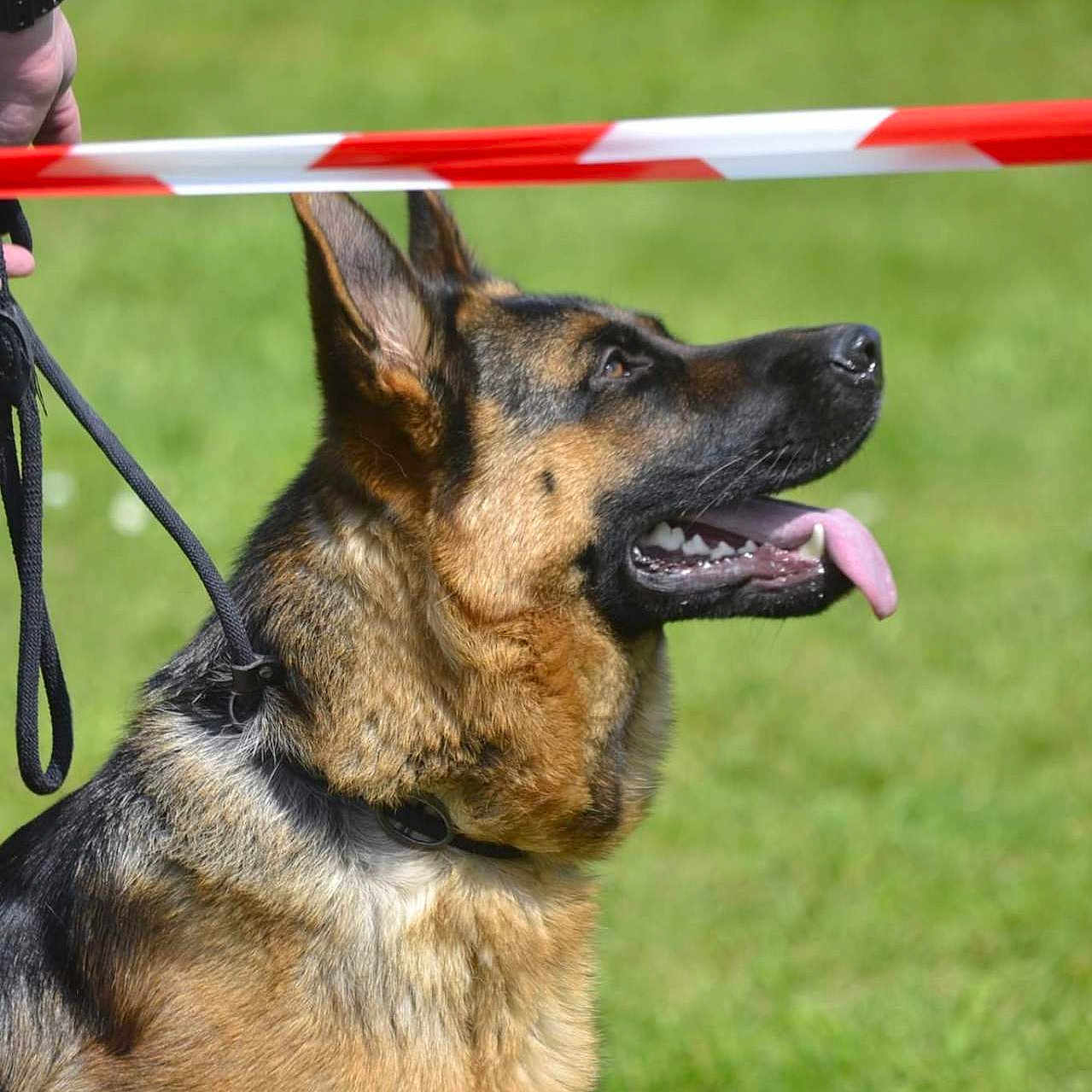 Uxi participe au concours pour gagner de l'argent avec cette photo : accessories, animal, canine, dog, fieldhockey, fieldhockeystick, germanshepherd, grass, hockey, leash, person, pet, plant, policedog, snout, sport, strap, walkingdog
