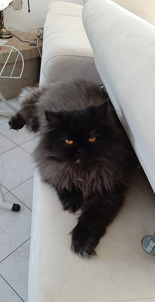 Plume a rejoint le concours — aidez-le/la à gagner de superbes lots ! black_cat, british_longhair, carnivore, cat, domestic_long_haired_cat, eye, fawn, felidae, fur, himalayan, mammal, norwegian_forest_cat, persian, small_to_medium_sized_cats, tail, whiskers