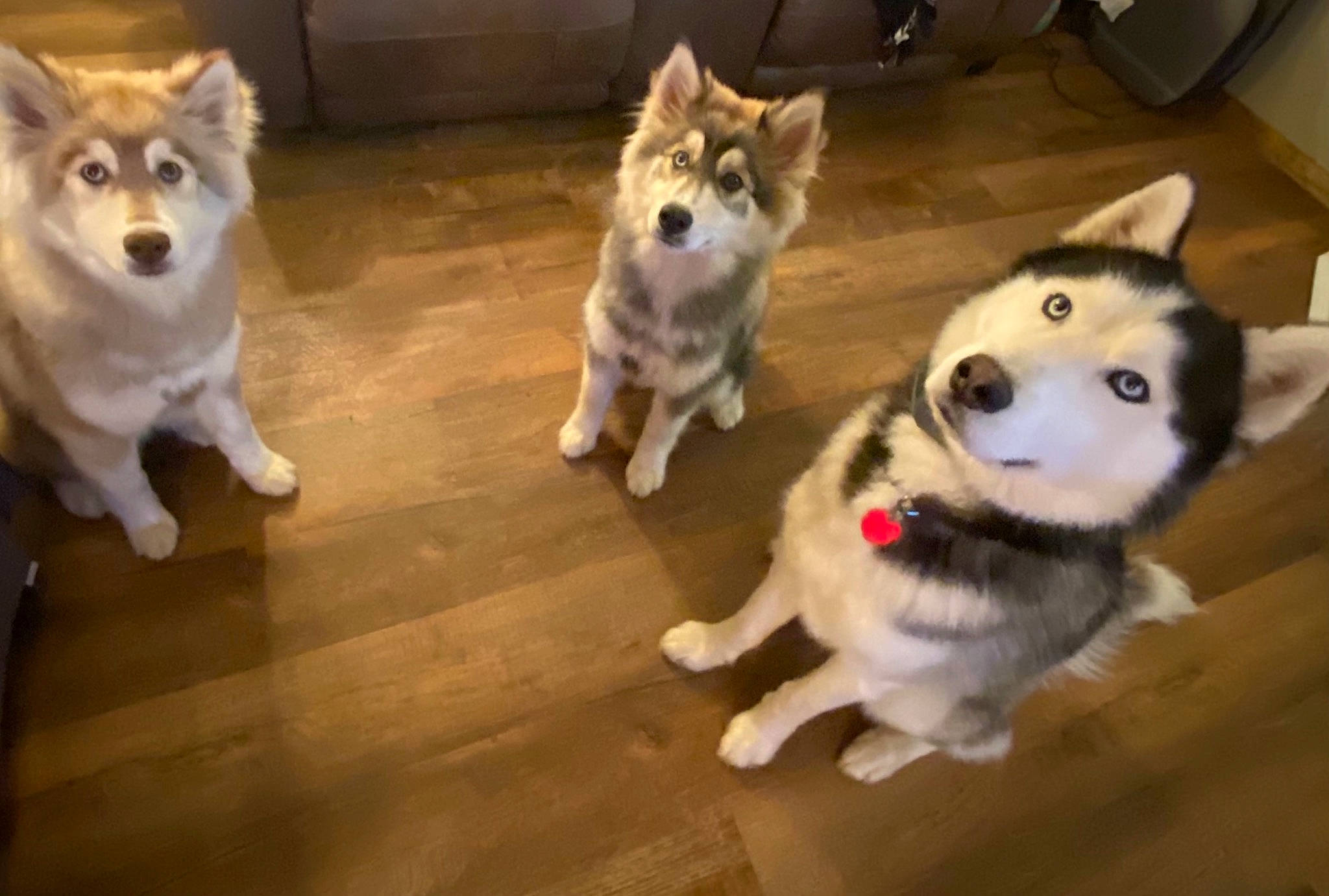 Teeko joined the competition — help win amazing prizes! ancient_dog_breeds, canidae, canis, carnivore, companion_dog, dog, dog_breed, fawn, flooring, fur, mammal, sled_dog, snout, sporting_group, tail, terrestrial_animal, vertebrate, wood, working_animal, working_dog