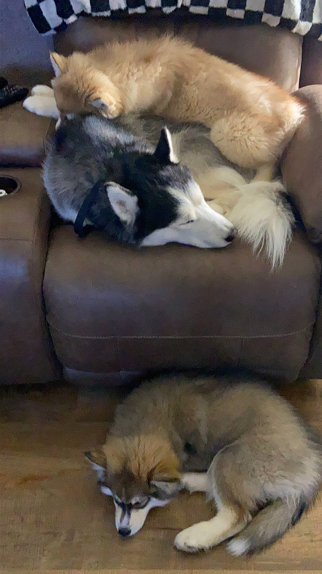 Teeko is registered to the contest to win money with this photo: canidae, carnivore, cat, comfort, companion_dog, couch, dog, dog_breed, fawn, felidae, fur, living_room, mammal, nap, small_to_medium_sized_cats, sporting_group, tail, terrestrial_animal, vertebrate, whiskers