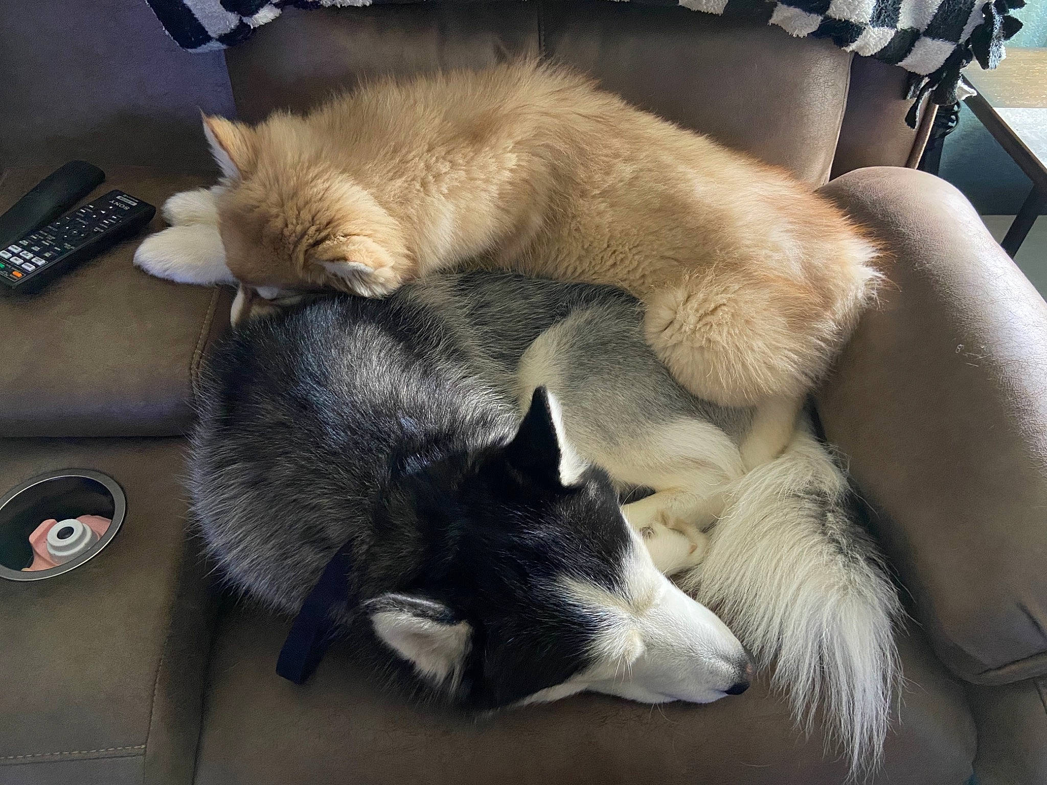 Teeko joined the competition — help win amazing prizes! box, canidae, carnivore, cat, claw, comfort, companion_dog, dog_breed, domestic_short_haired_cat, fawn, felidae, fur, nap, paw, siamese, small_to_medium_sized_cats, snout, sporting_group, tail, whiskers