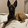 dog, puppy, belgian_malinois, bed, comforter, indoor, pet, animal, ears_up, brown_coat, white_bedding, resting, collar, cute, young_dog, canine, looking_at_camera, house, furniture, relaxed