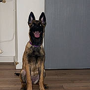 Théya participe au concours pour gagner de l'argent avec cette photo : dog, canine, pet, indoor, floor, wooden_floor, door, wall, happy, sitting, brown, black, ears_up, collar, animal, domestic_animal, young_dog, tongue_out, looking_at_camera, house