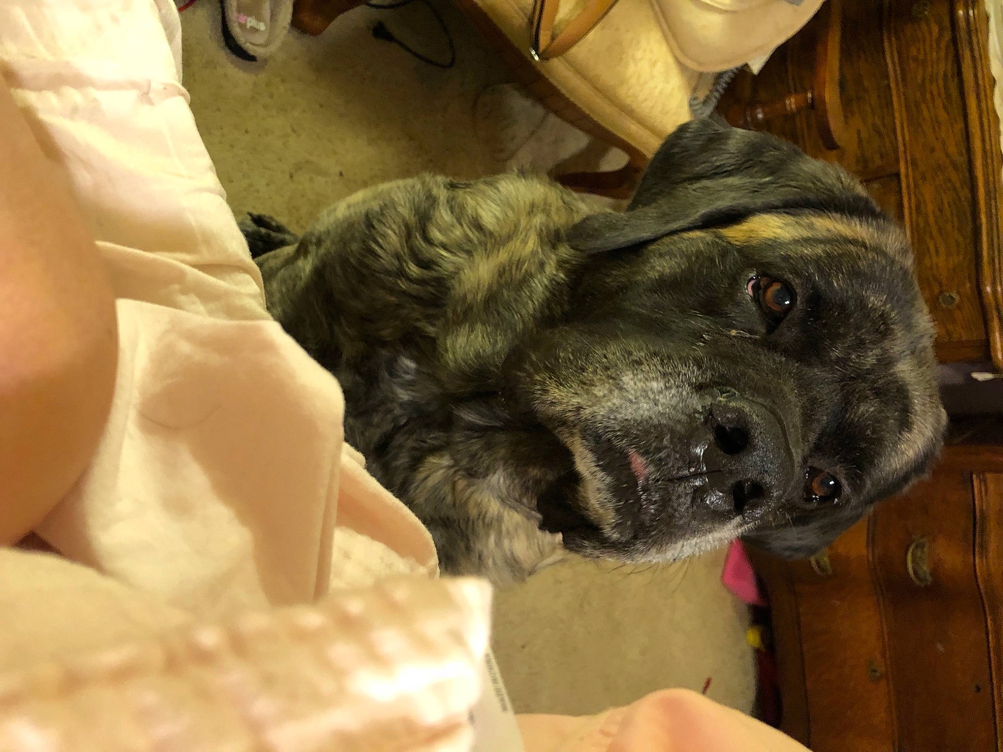 Sadie Mae joined the competition — help win amazing prizes! carnivore, claw, comfort, companion_dog, dog, dog_breed, ear, fawn, fur, gesture, guard_dog, liver, military_camouflage, snout, sporting_group, tail, vertebrate, whiskers, wood, working_animal