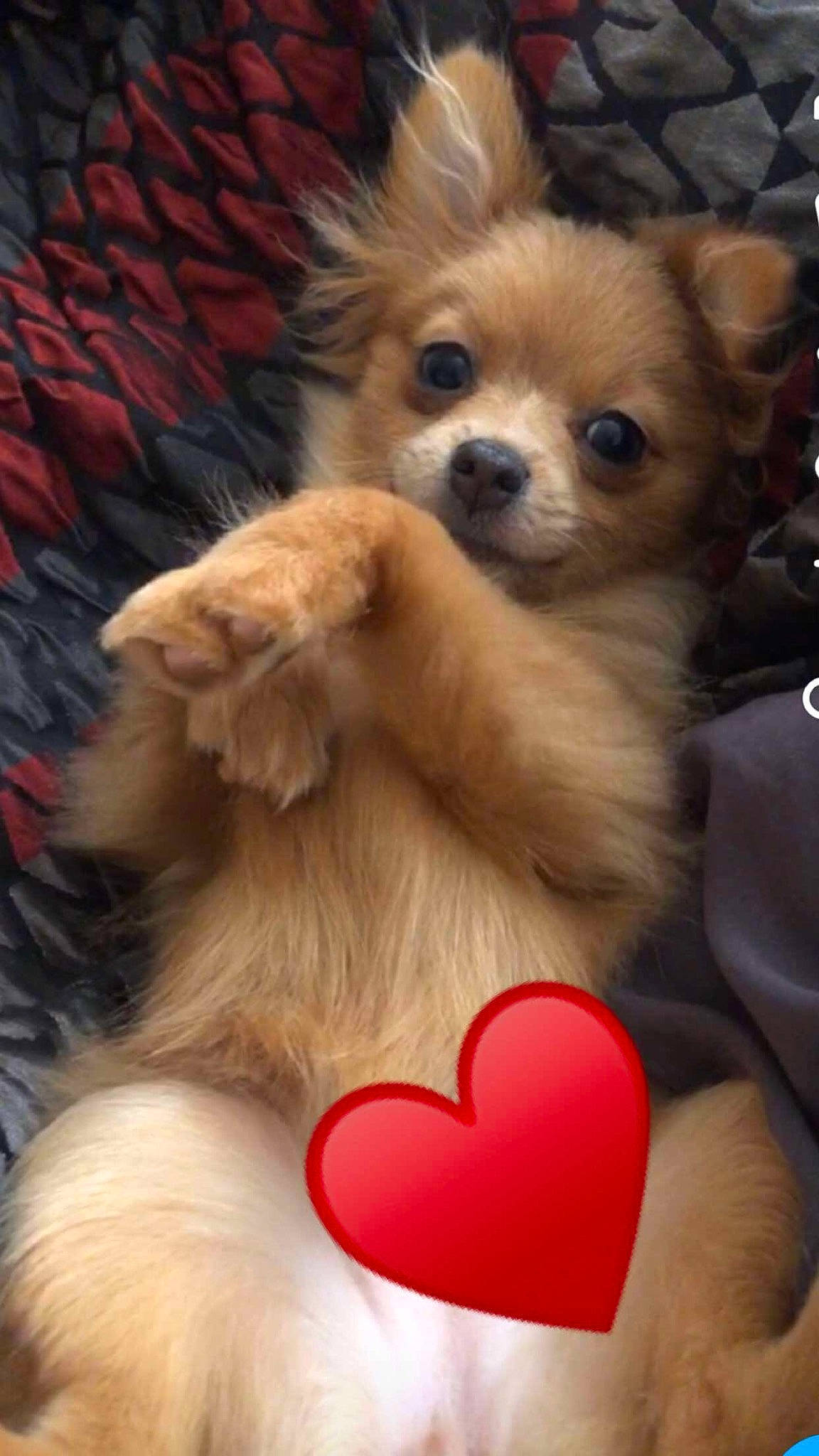 Princess Bella joined the competition — help win amazing prizes! ancient_dog_breeds, canidae, carnivore, chihuahua, companion_dog, dog, dog_breed, fawn, fur, german_spitz_klein, mammal, pomeranian, puppy, puppy_love, skin, snout, spitz, toy_dog, vertebrate, whiskers