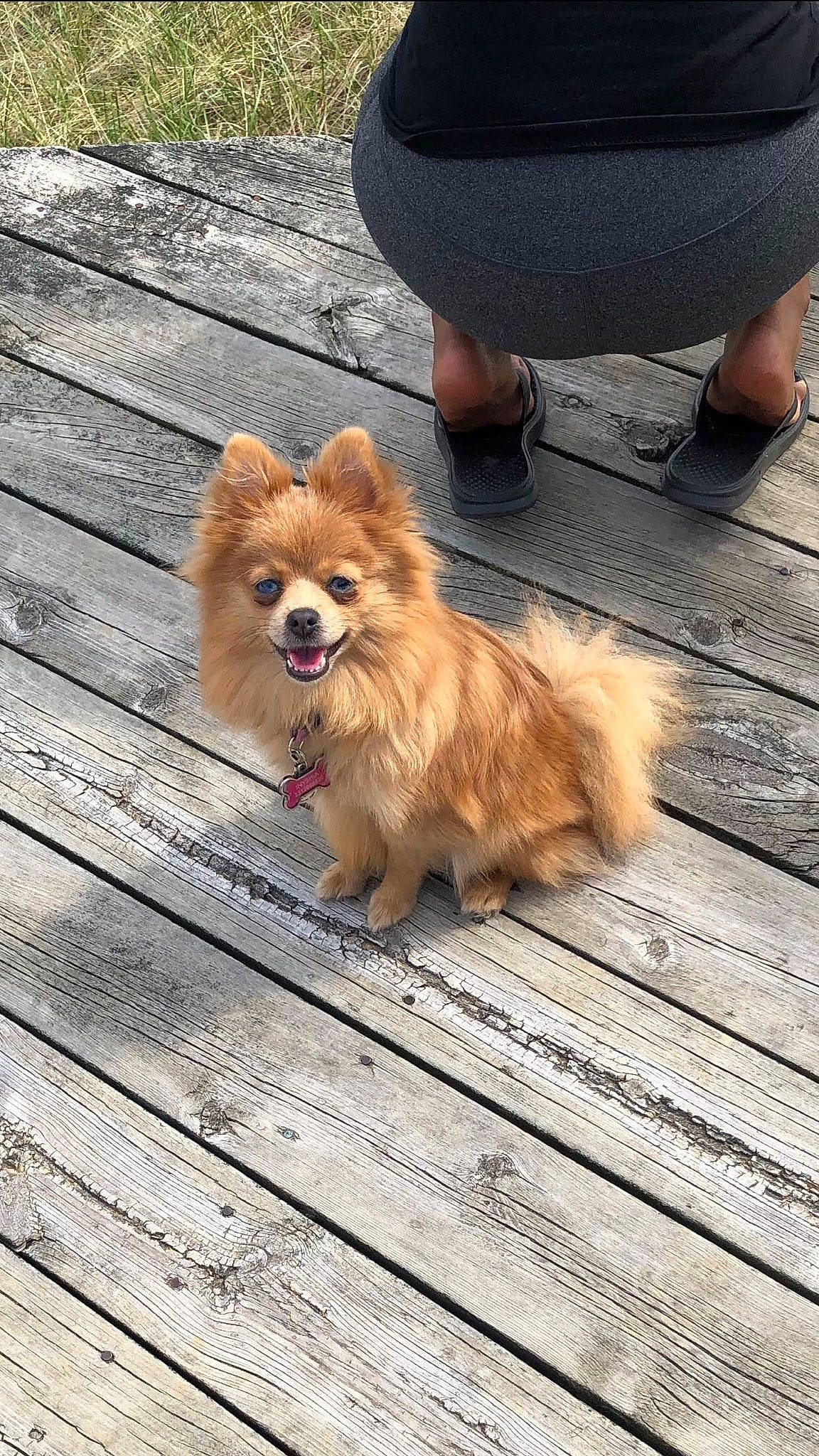 Princess Bella is registered to the contest to win money with this photo: canidae, carnivore, companion_dog, dog, dog_breed, fawn, german_spitz, german_spitz_klein, german_spitz_mittel, mammal, non_sporting_group, pomeranian, puppy, spitz, sporting_group, tibetan_spaniel, toy_dog, vertebrate, volpino_italiano