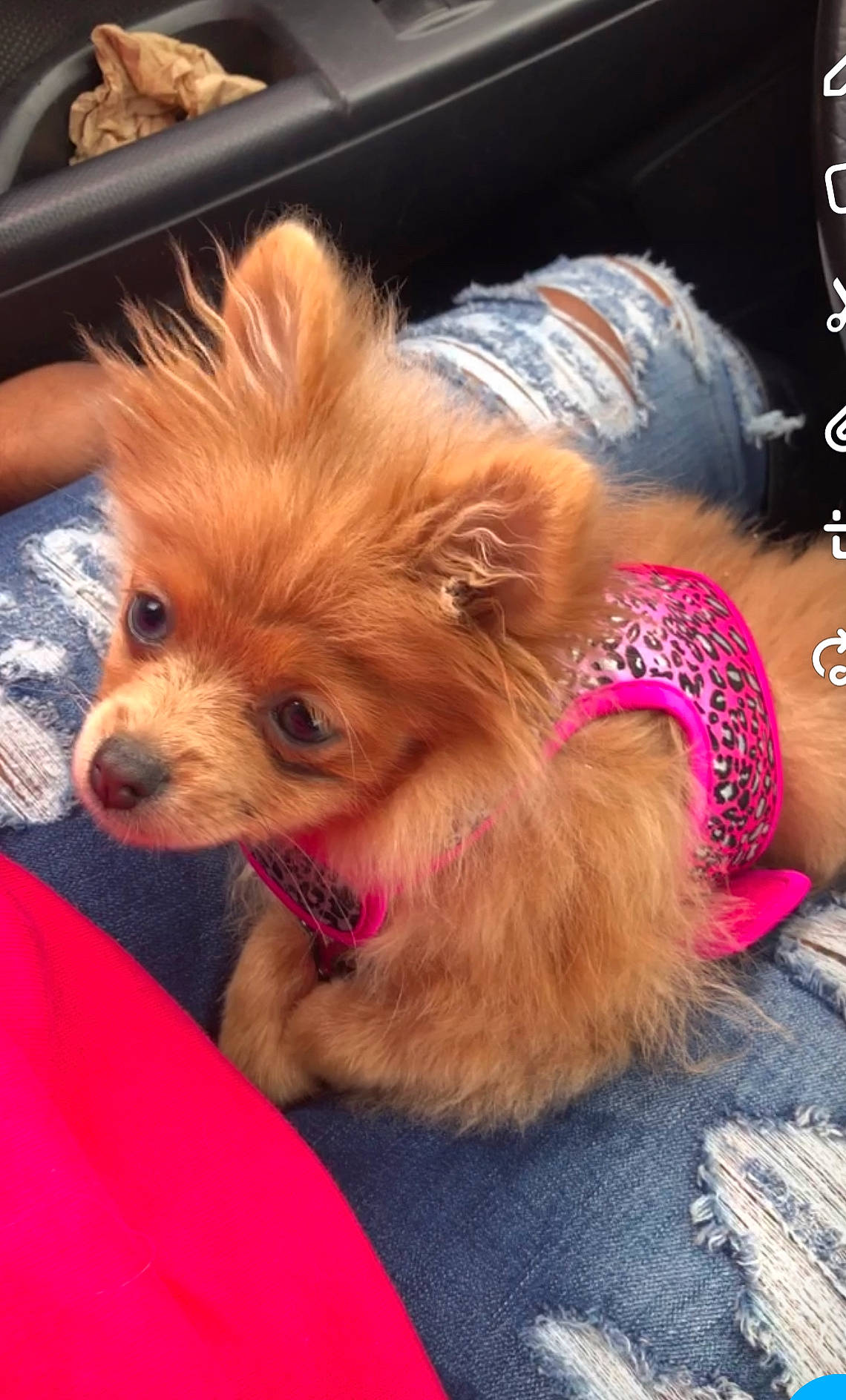 Princess Bella is registered to the contest to win money with this photo: canidae, carnivore, companion_dog, dog, dog_breed, german_spitz, german_spitz_klein, german_spitz_mittel, mammal, non_sporting_group, pink, pomeranian, puppy, puppy_love, rare_breed_dog, snout, spitz, toy_dog, volpino_italiano, yorkipoo