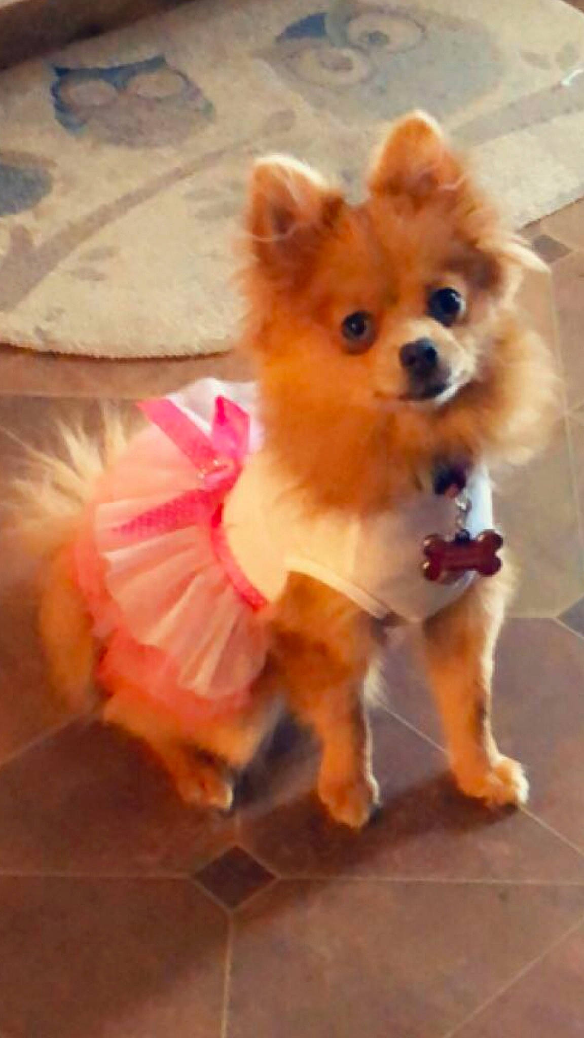 Princess Bella is registered to the contest to win money with this photo: ancient_dog_breeds, canidae, carnivore, companion_dog, dog, dog_breed, dog_clothes, german_spitz, german_spitz_klein, german_spitz_mittel, mammal, non_sporting_group, pomeranian, puppy, rare_breed_dog, snout, spitz, toy_dog, vertebrate, volpino_italiano