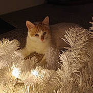 Sid is registered to the contest to win money with this photo: cat, ginger_cat, white_cat, christmas_tree, artificial_tree, lights, indoor, cozy, dim_light, holiday, decorations, pet, animal, feline, carpet, relaxed, curious, white, orange, soft_light