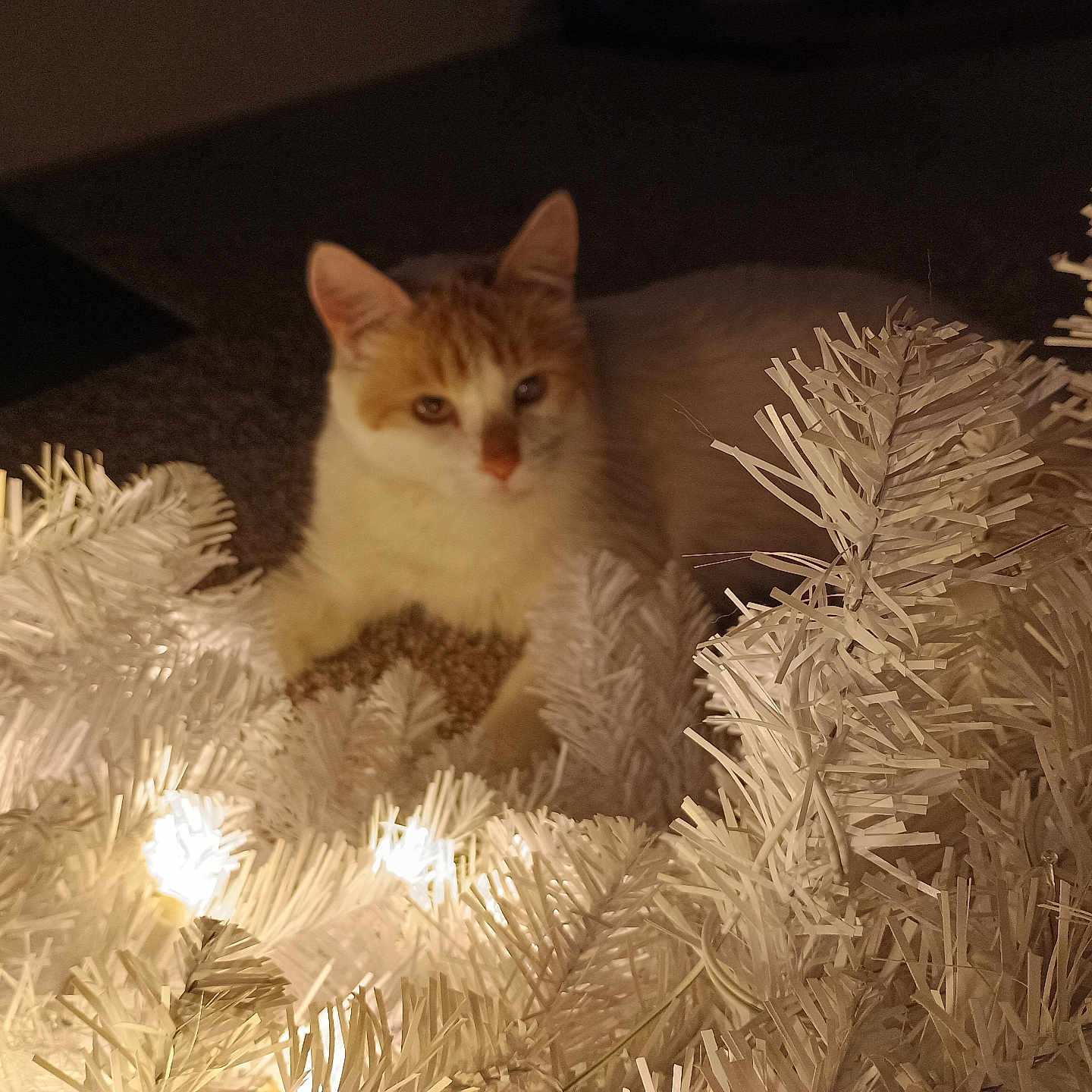 Sid