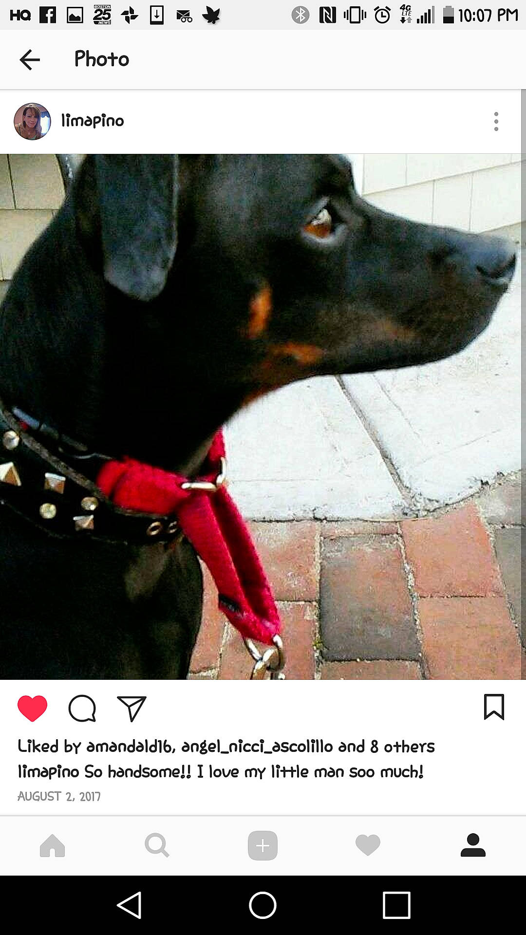 Shadow joined the competition — help win amazing prizes! canidae, carnivore, collar, companion_dog, dobermann, dog, dog_breed, dog_collar, dog_supply, font, happy, organism, pet_supply, photograph, rectangle, sleeve, snapshot, snout, sporting_group, working_animal