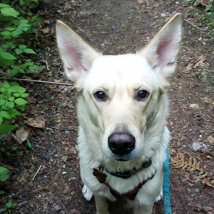 Stormy joined the competition — help win amazing prizes! accessories, animal, canine, dog, grass, green, herbal, herbs, husky, land, leaf, nature, path, pet, plant, puppy, soil, strap, vegetation, whitedog