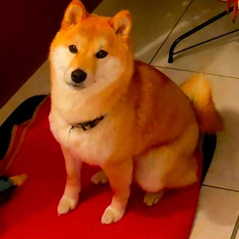 Ikigaï participe au concours pour gagner de l'argent avec cette photo : dog, shiba_inu, pet, indoor, red_mat, fur, animal, sitting, calm, looking_at_camera, floor_tiles, collar, tail, ears, cute, companion, domestic, furniture_leg, home, portrait