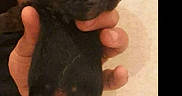Urban a rejoint le concours — aidez-le/la à gagner de superbes lots ! puppy, dog, baby_animal, black_puppy, hand, human_hand, indoor, person, clothing, red_shirt, fur, cute, small, pet, animal, relaxed, raised_paw, belly, floor, cozy