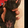 puppy, dog, baby_animal, black_puppy, hand, human_hand, indoor, person, clothing, red_shirt, fur, cute, small, pet, animal, relaxed, raised_paw, belly, floor, cozy