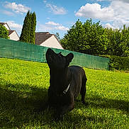 Urban a rejoint le concours — aidez-le/la à gagner de superbes lots ! dog, black_dog, grass, lawn, outdoor, daylight, sky, clouds, tree, bush, house, residential, fence, shadow, pet, animal, nature, greenery, collar, looking_up
