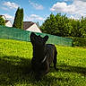 dog, black_dog, grass, lawn, outdoor, daylight, sky, clouds, tree, bush, house, residential, fence, shadow, pet, animal, nature, greenery, collar, looking_up