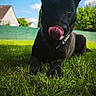 Urban participe au concours pour gagner de l'argent avec cette photo : dog, black_dog, grass, outdoor, sky, clouds, house, playful, tongue_out, pet, animal, collar, greenery, summer, daylight, mammal, cute, nature, yard, fence