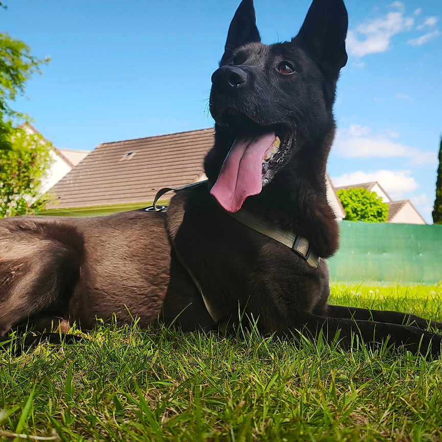Urban participe au concours pour gagner de l'argent avec cette photo : dog, grass, ball, outdoor, sky, clouds, house, pet, canine, tongue_out, playful, greenery, sunny, nature, summer, yard, happy, animal, leash, daytime